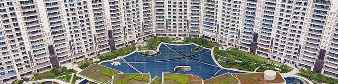 DLF Camellias