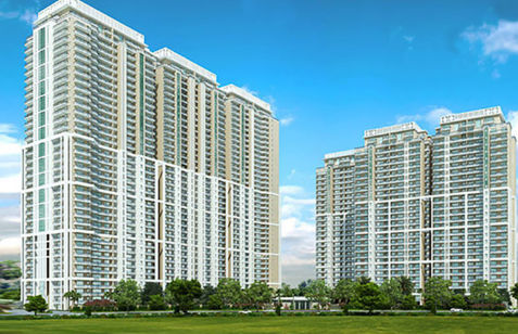 DLF Camellias