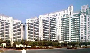 DLF Aralias